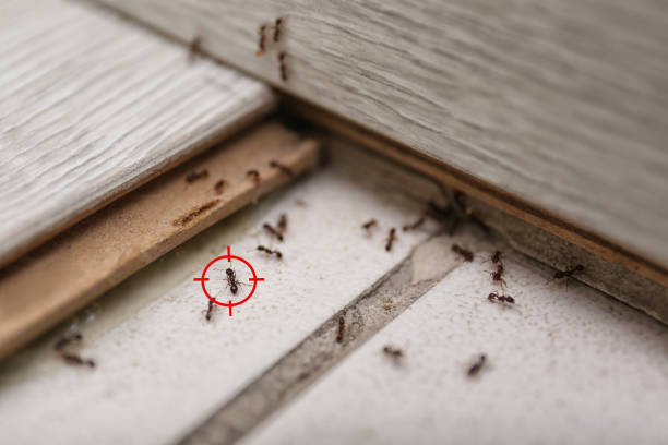 Best Best Pest Control Companies  in Morrow, GA