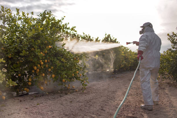 Best Termite Control Services  in Morrow, GA