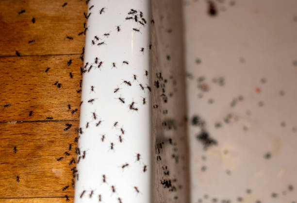 Wildlife Control Services in Morrow, GA