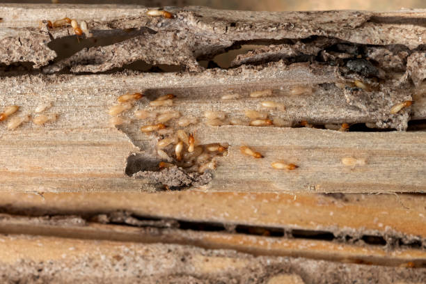 Best Pest Control Cost  in Morrow, GA